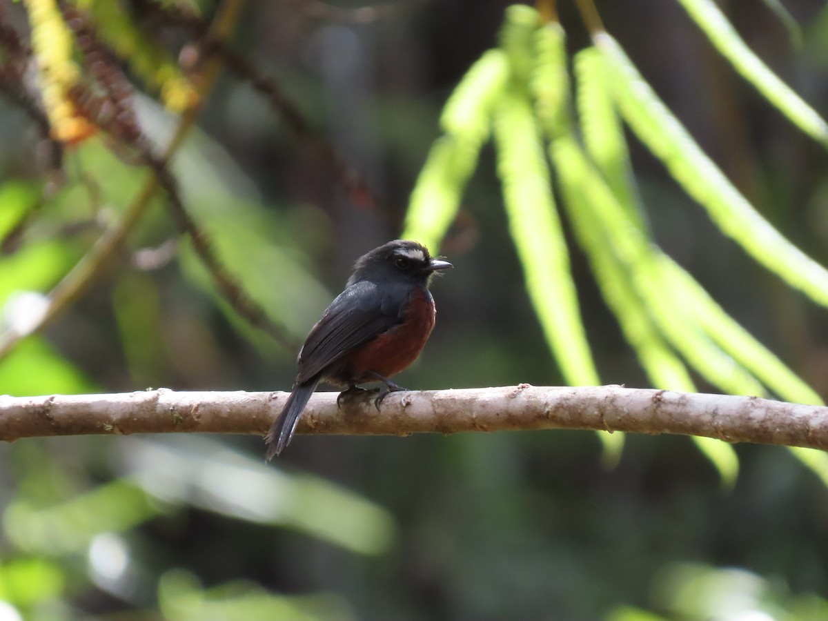 Chestnut-bellied Chat-Tyrant - ML619745367