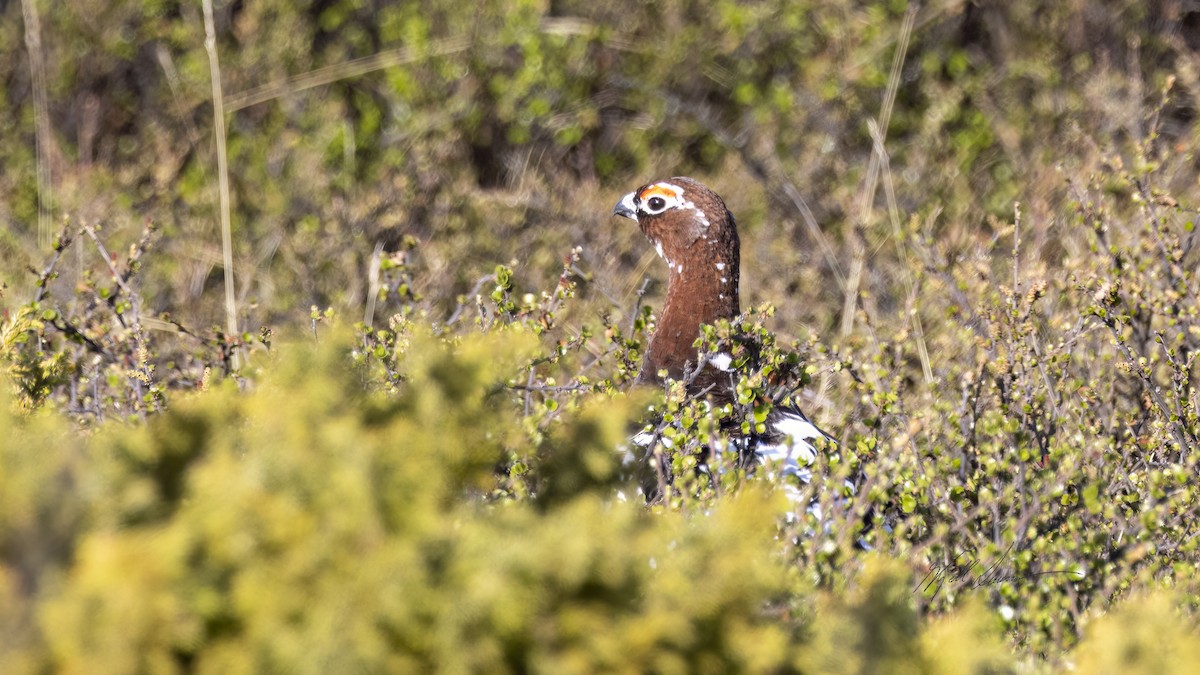 Willow Ptarmigan - ML619745369