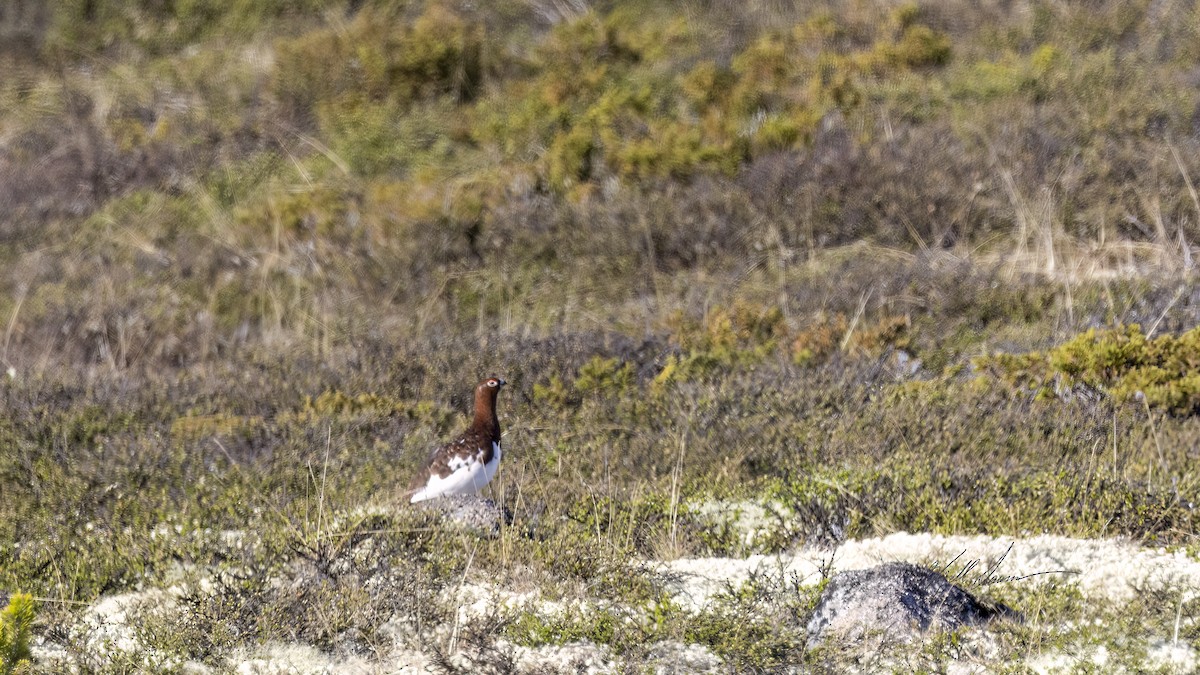 Lagópodo Común - ML619745370