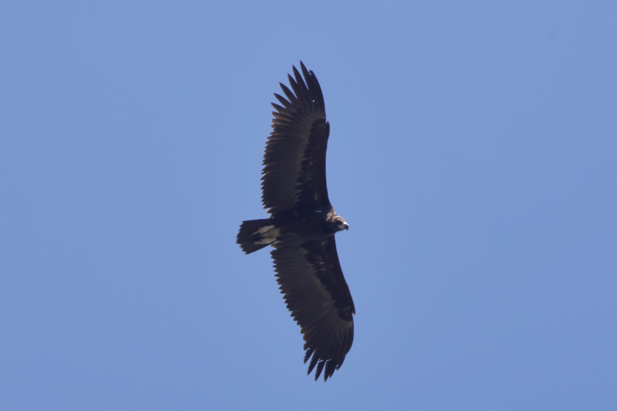 Cinereous Vulture - ML619745376