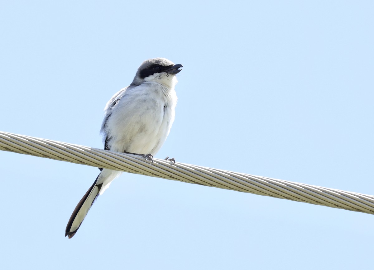 Loggerhead Shrike - ML619745388