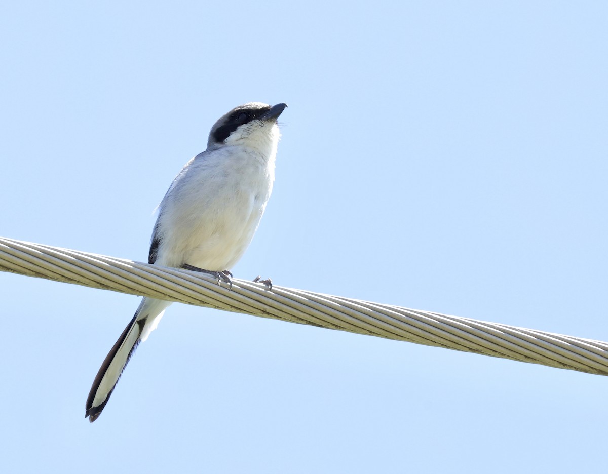 Loggerhead Shrike - ML619745389