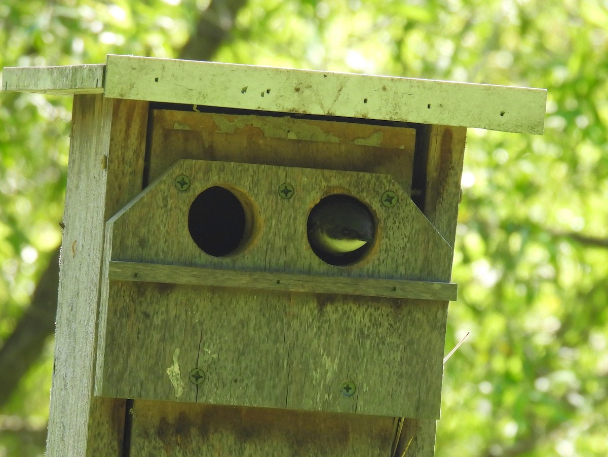 Tree Swallow - ML619745392