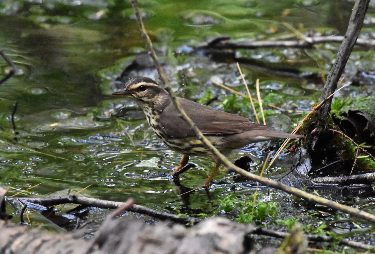 Northern Waterthrush - ML619745402