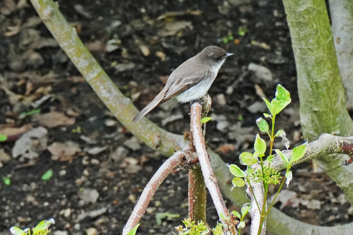 Eastern Phoebe - ML619745404