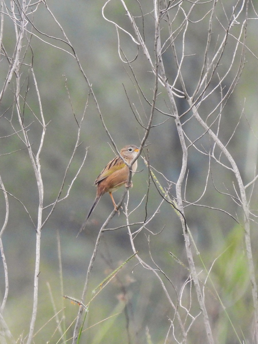 Wedge-tailed Grass-Finch - ML619745413