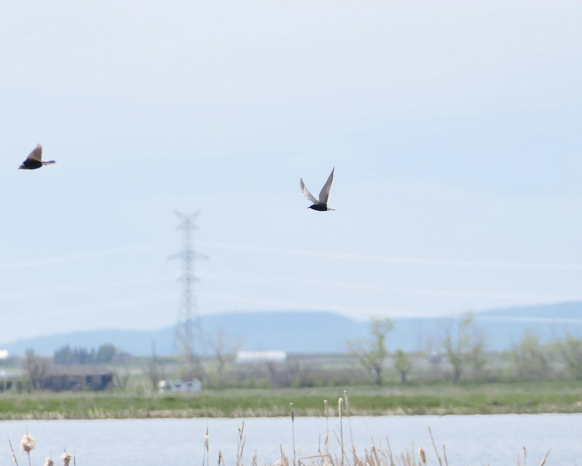 Black Tern - ML619745425