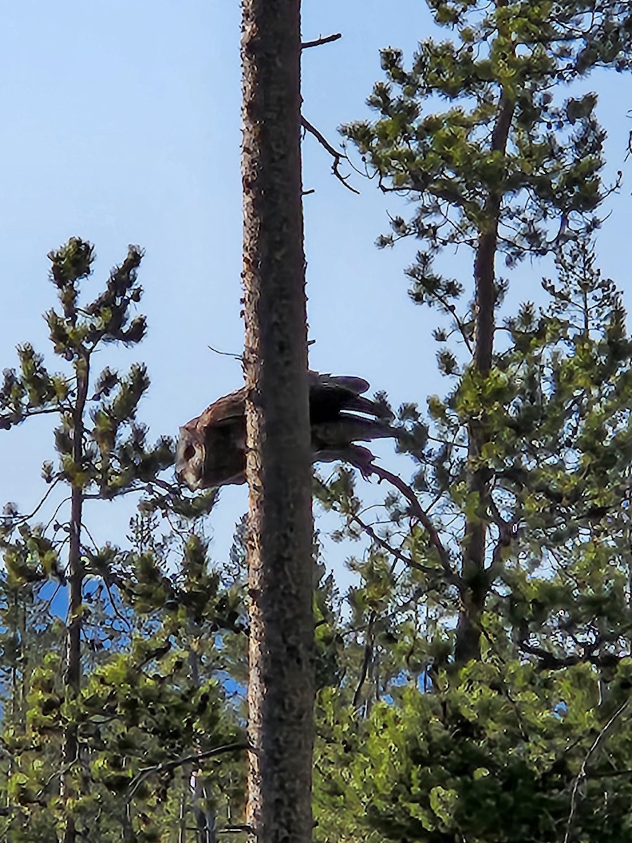 Great Gray Owl - ML619745435