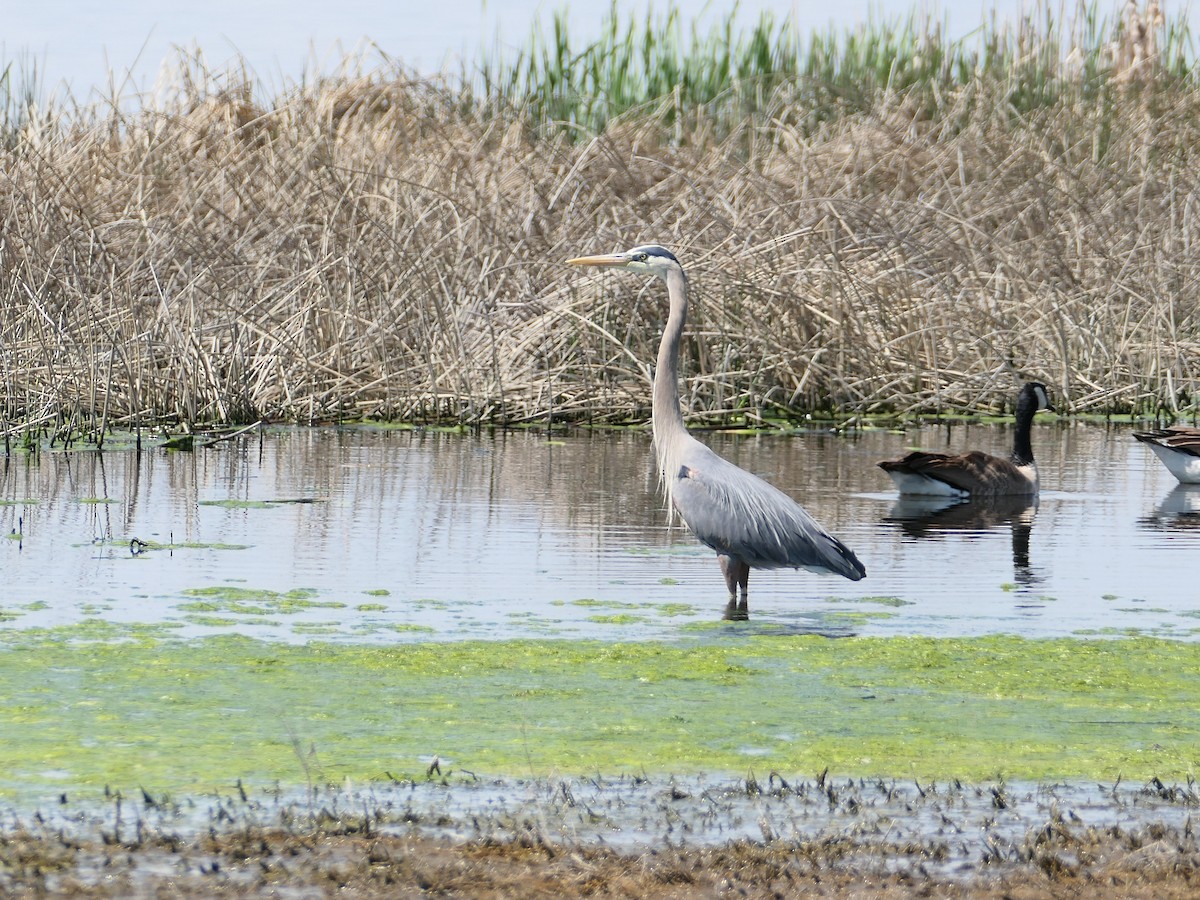 Garza Azulada - ML619745444