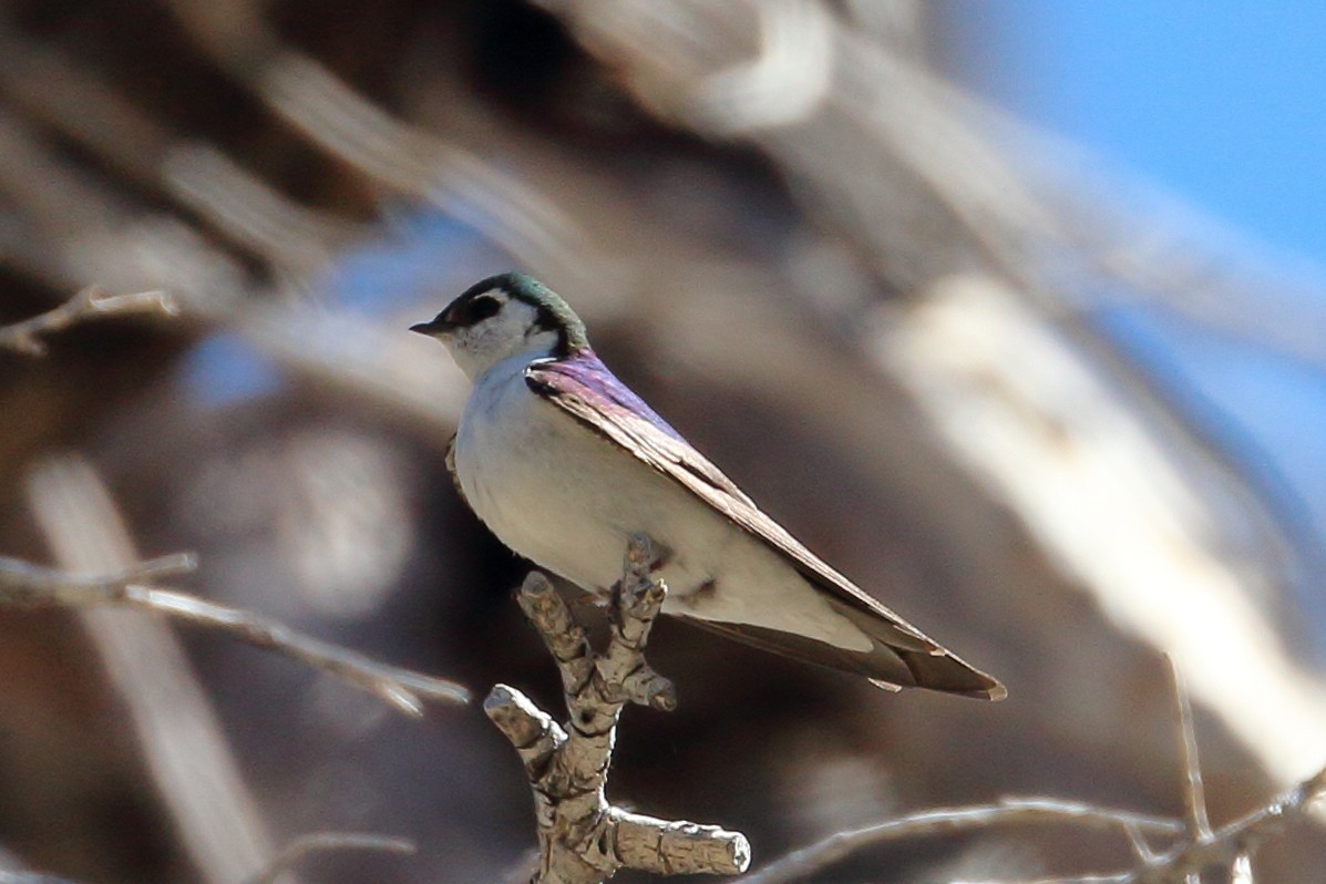 Golondrina Verdemar - ML619745460