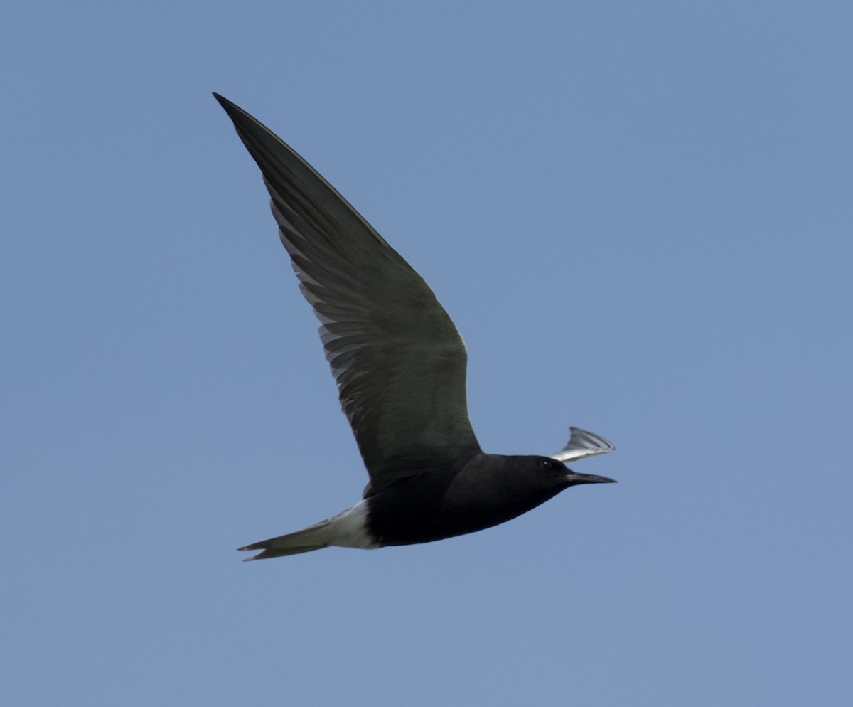 Black Tern - ML619745470