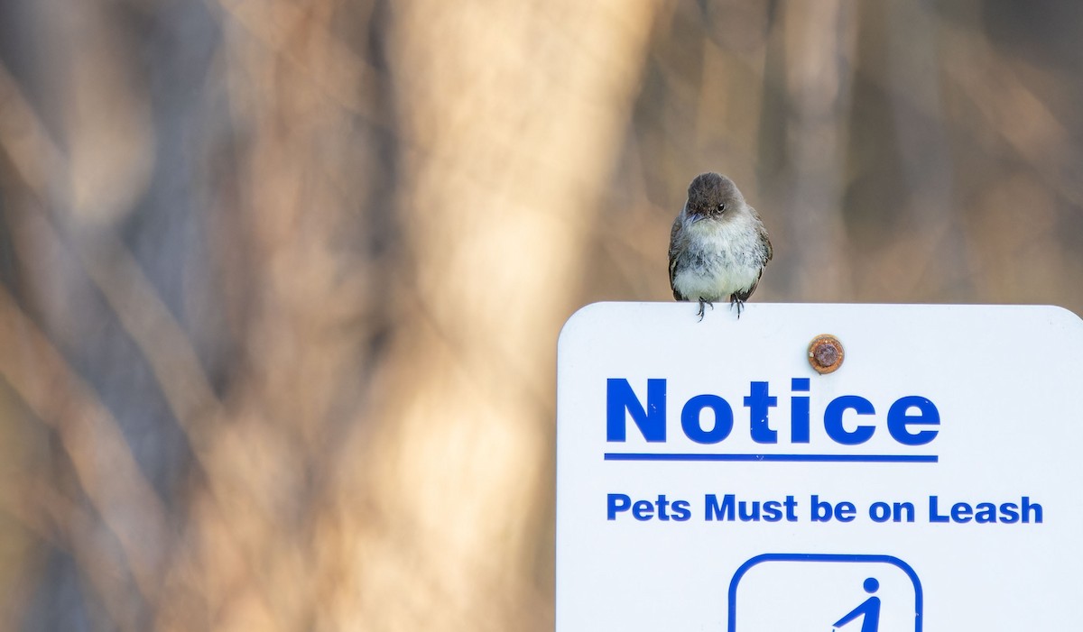 Eastern Phoebe - ML619745476