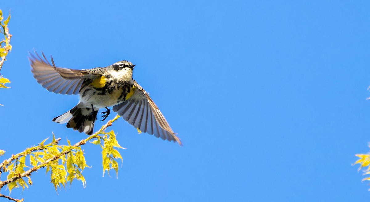 Yellow-rumped Warbler - ML619745496