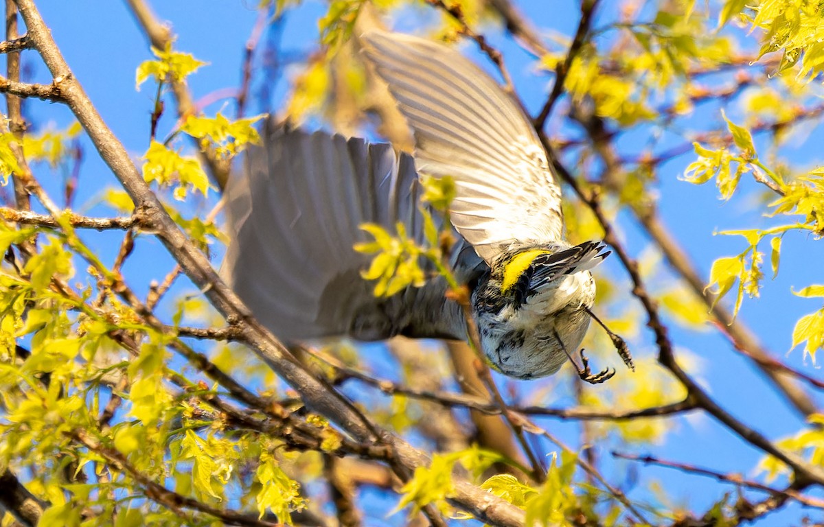 Yellow-rumped Warbler - ML619745497