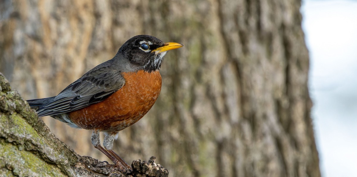 American Robin - Tara Plum