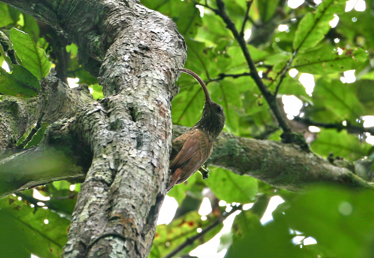 Curve-billed Scythebill (Tupana) - ML619745520