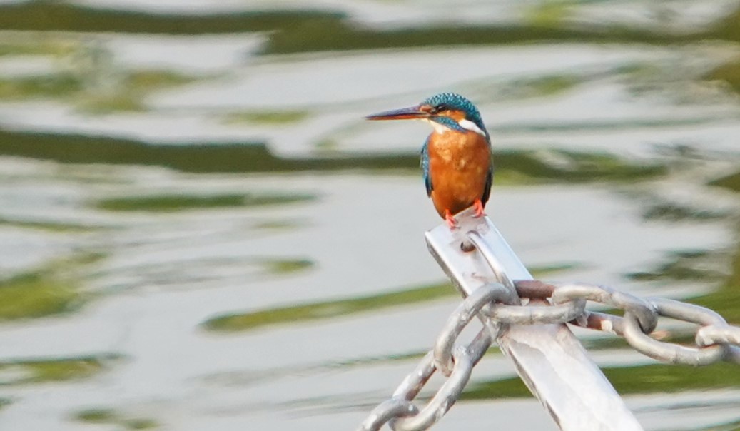 Common Kingfisher - ML619745524