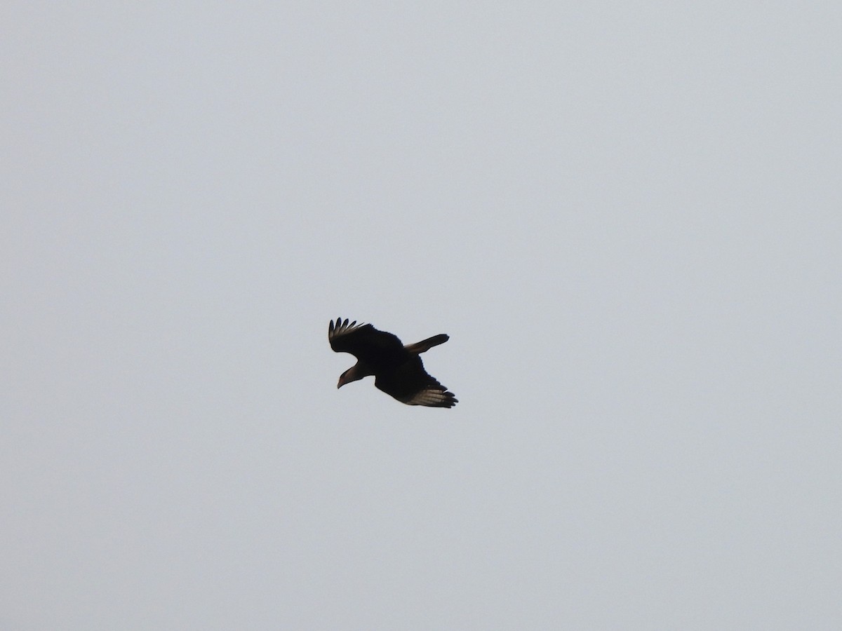 Crested Caracara - ML619745539