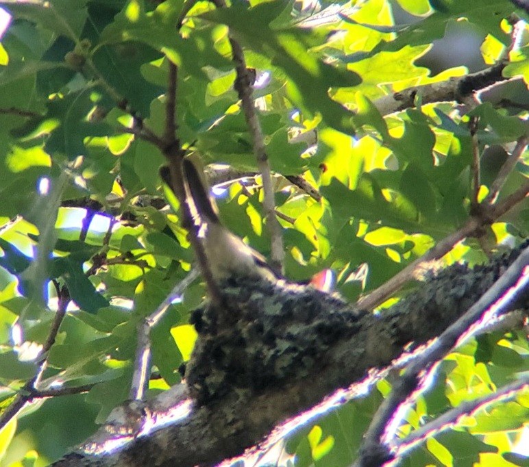 Eastern Wood-Pewee - ML619745552