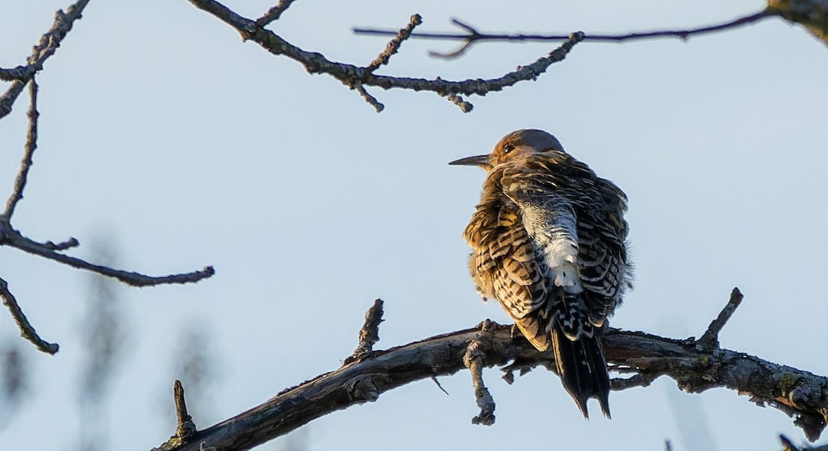 Northern Flicker - ML619745571