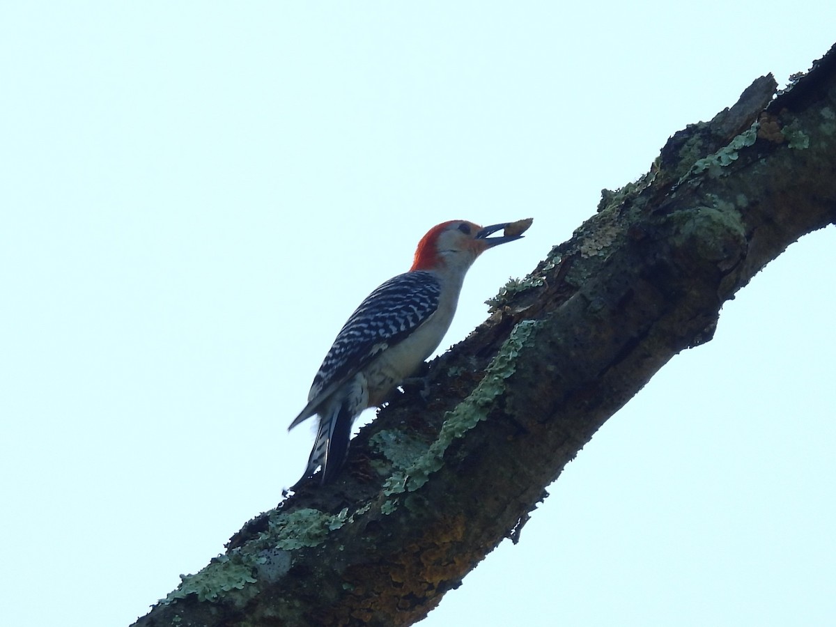 Red-bellied Woodpecker - ML619745572