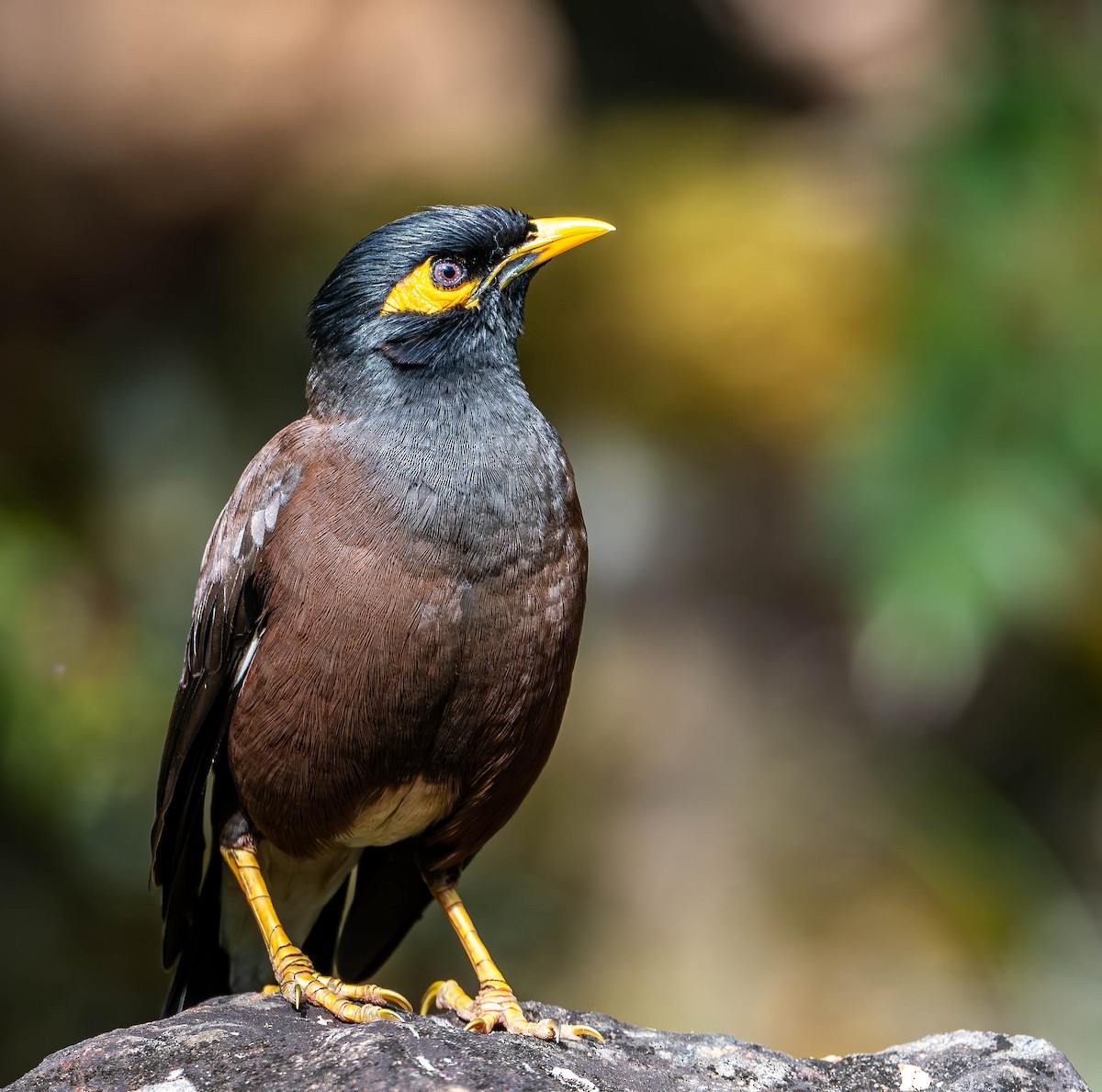 Common Myna - ML619745573