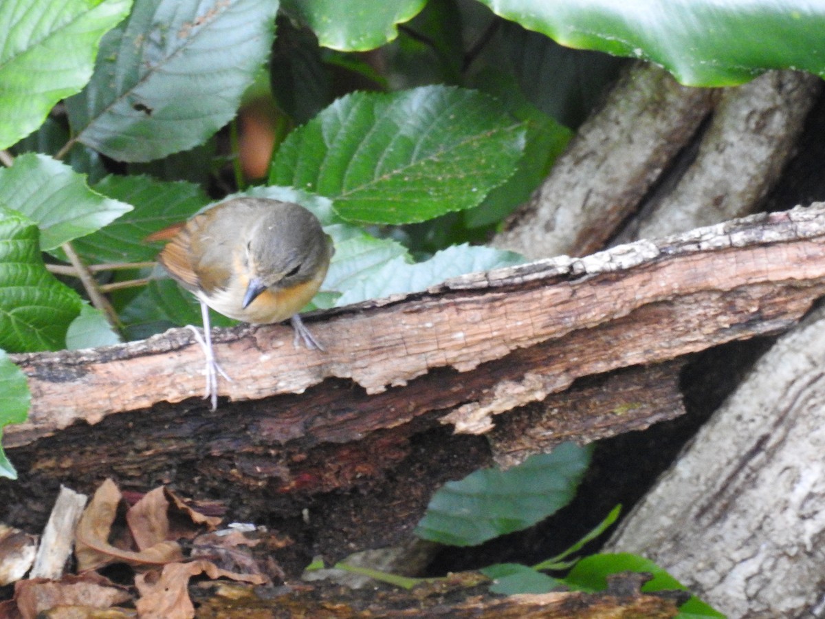 Bundok Flycatcher - ML619745582