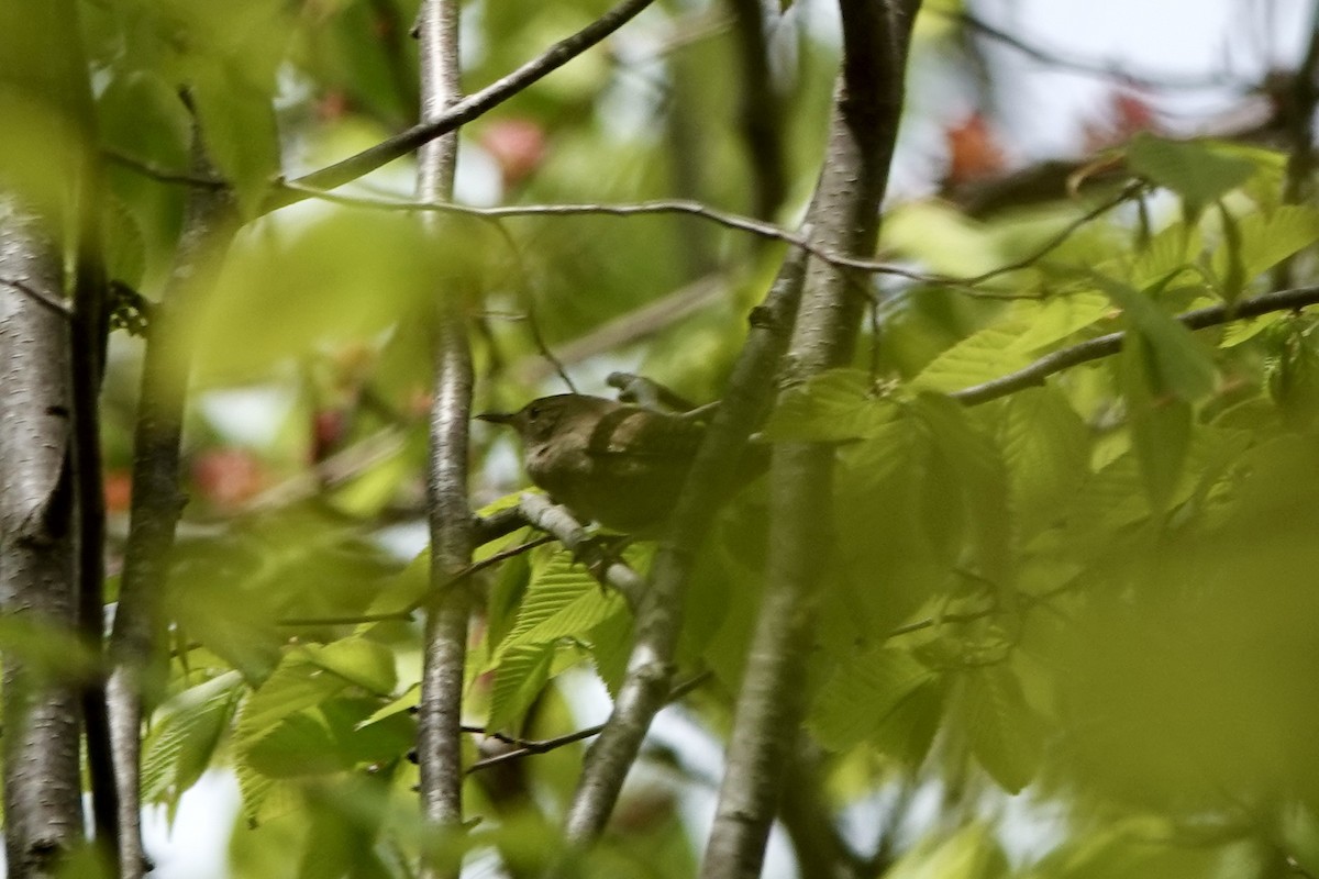 House Wren - ML619745588