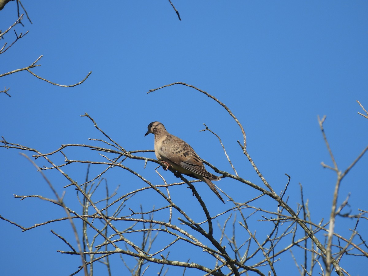 Mourning Dove - ML619745602