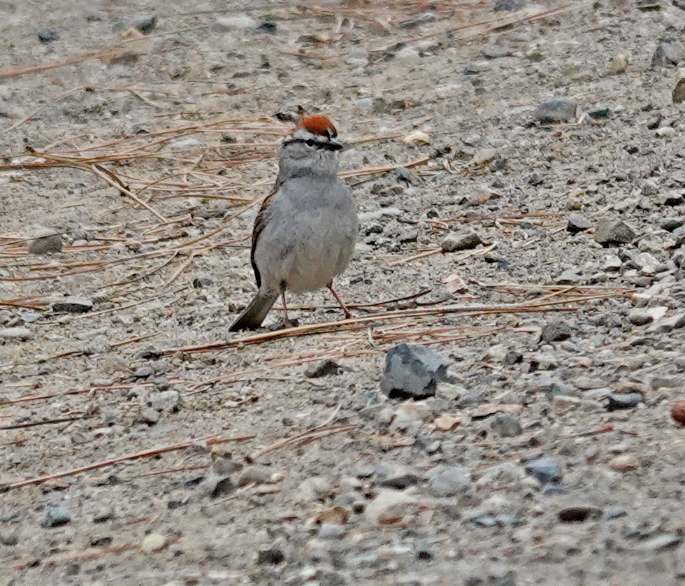 Chipping Sparrow - ML619745608