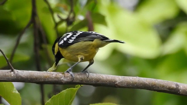 Mésange élégante - ML619745615