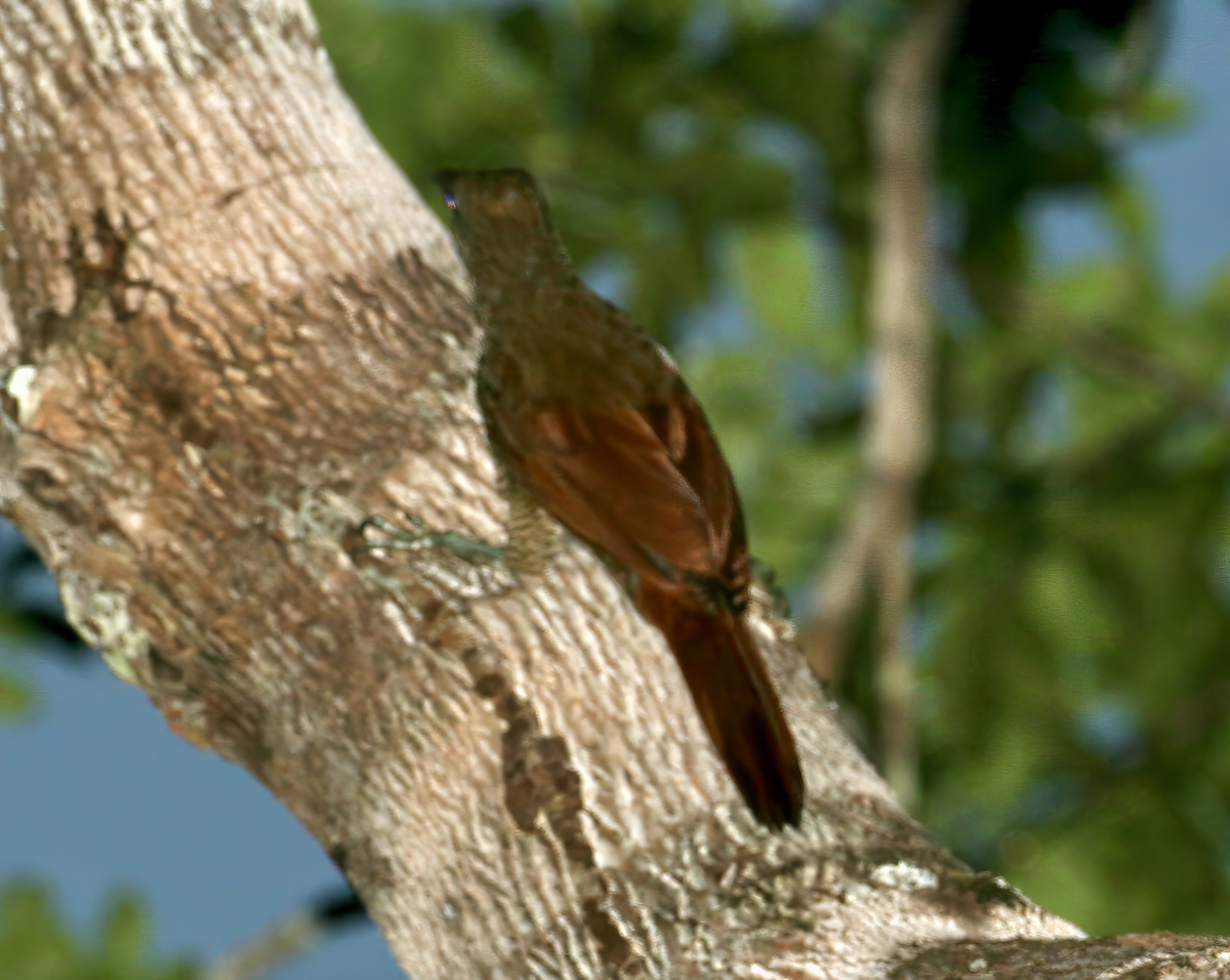 Bar-bellied Woodcreeper - ML619745652