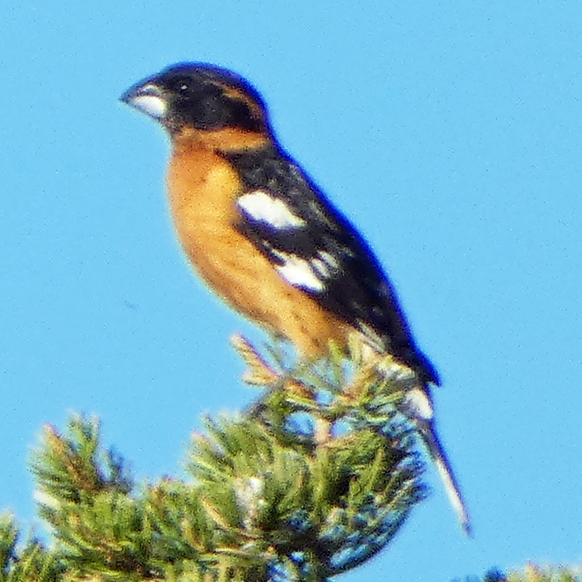 Black-headed Grosbeak - ML619745658