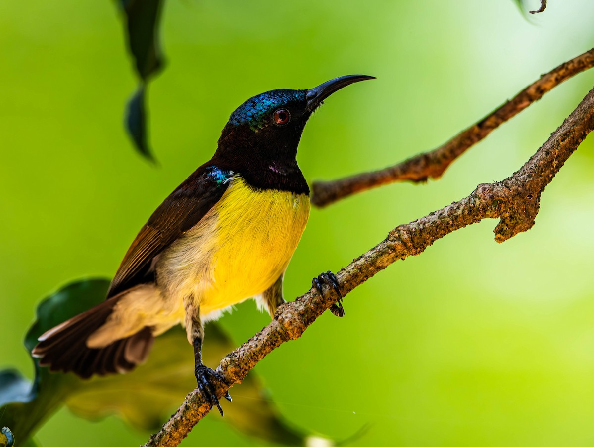 Purple-rumped Sunbird - ML619745664