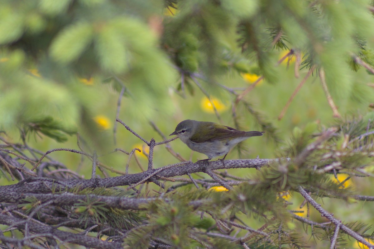 Tennessee Warbler - ML619745674