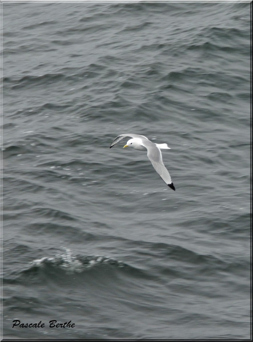 Mouette tridactyle - ML619745692