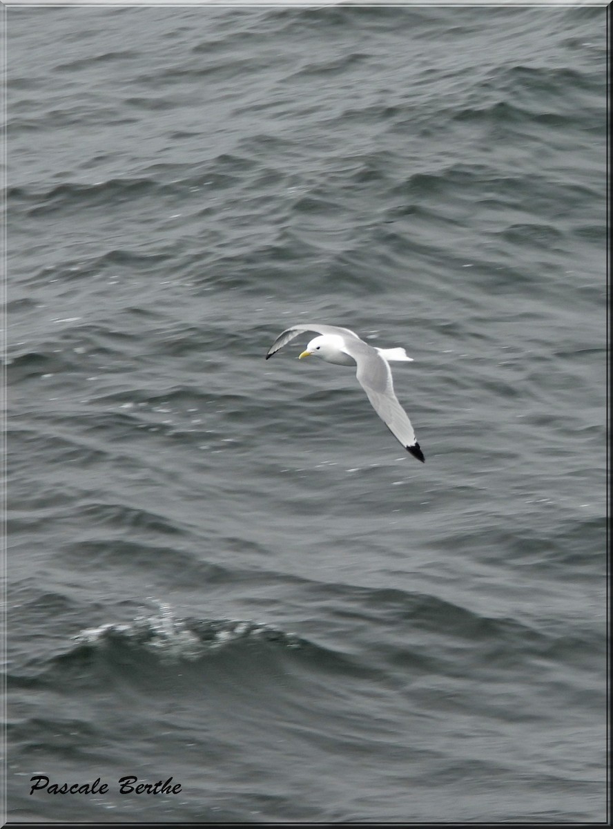 Black-legged Kittiwake - ML619745692