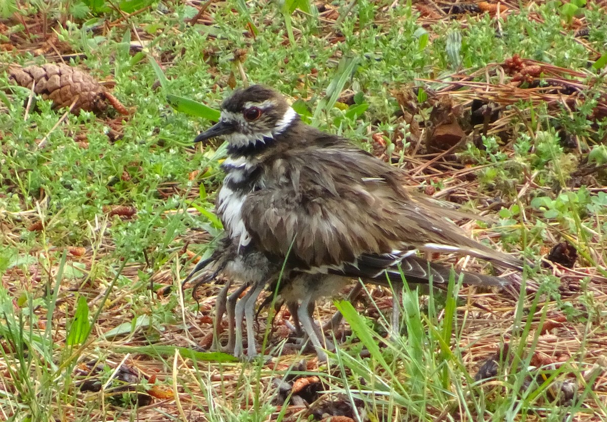 Killdeer - ML619745731