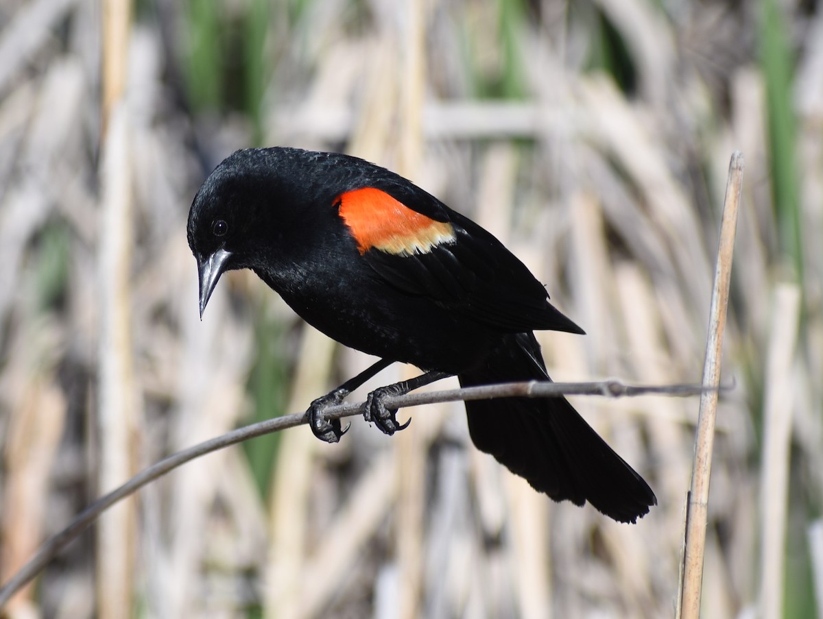 Red-winged Blackbird - ML619745749