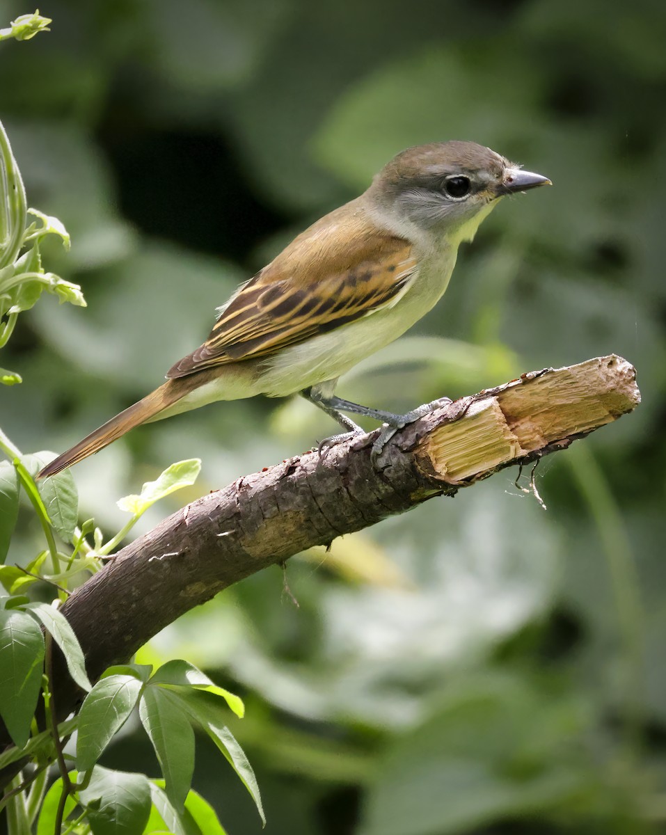 White-winged Becard - ML619745750