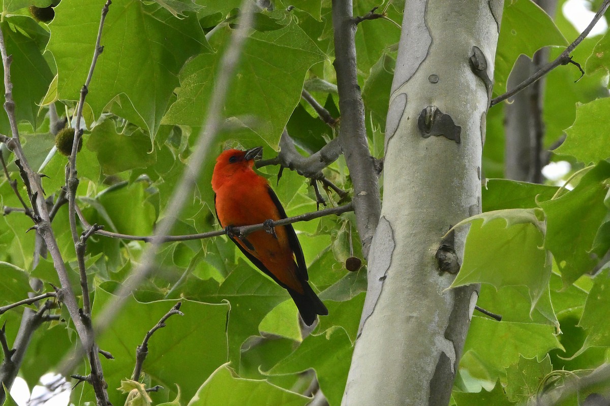 Scarlet Tanager - ML619745757