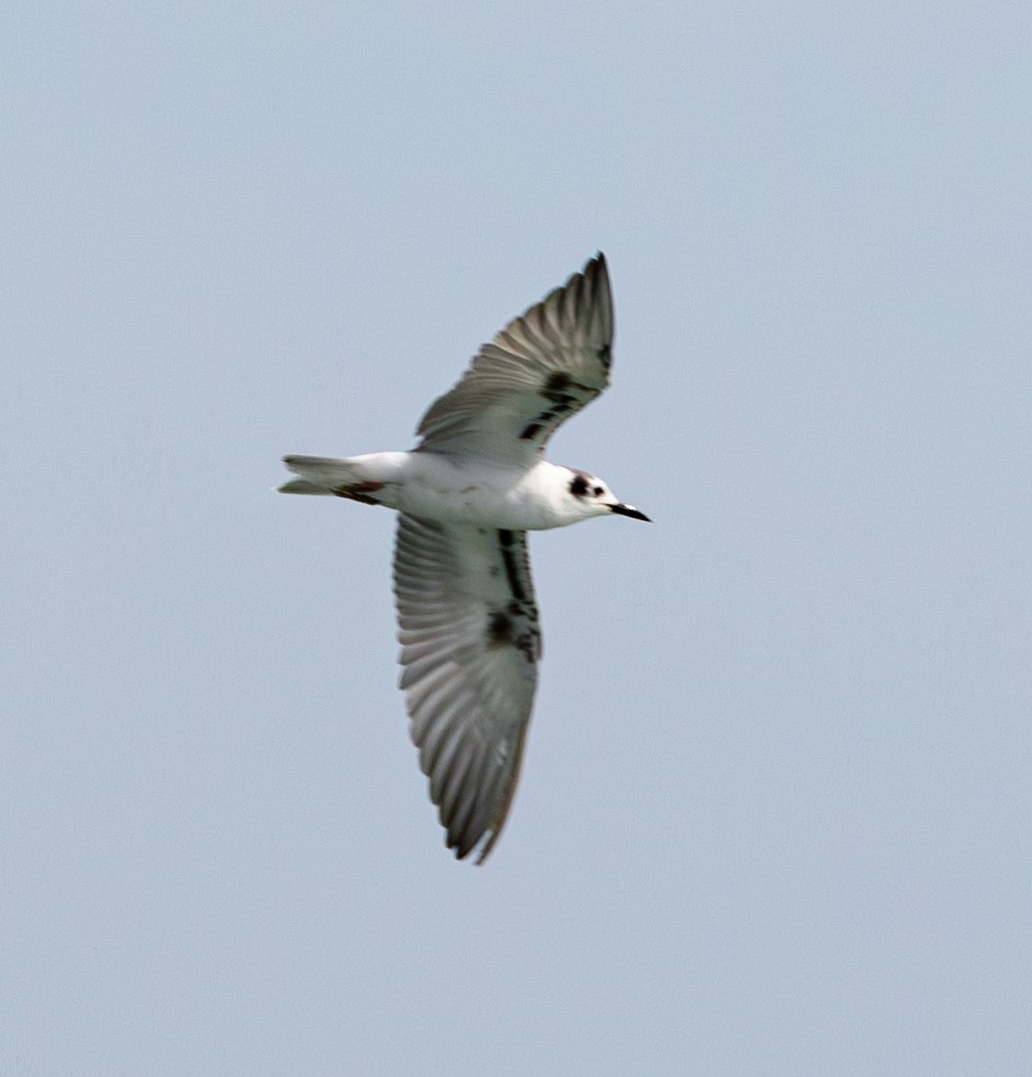 White-winged Tern - ML619745780