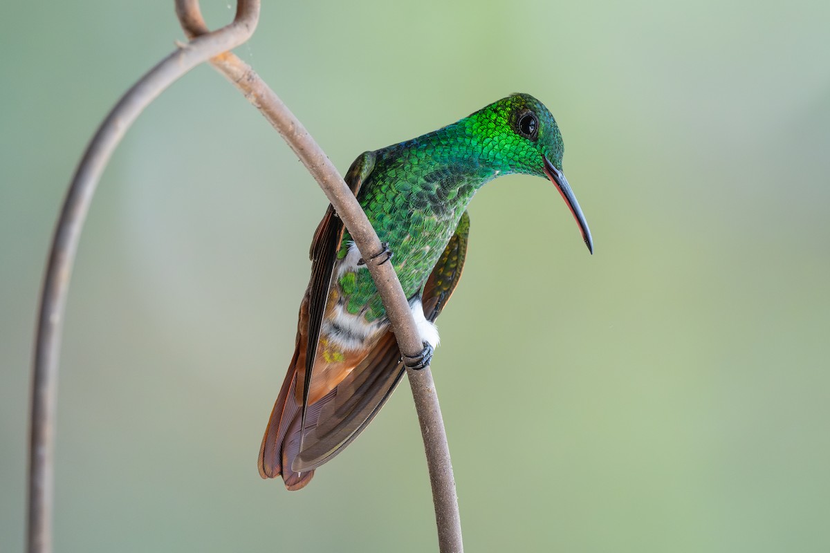 Berylline Hummingbird - ML619745783