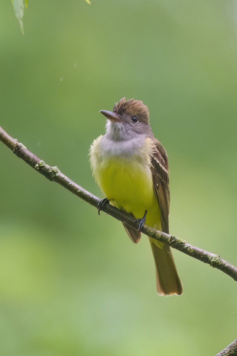 Great Crested Flycatcher - ML619745786