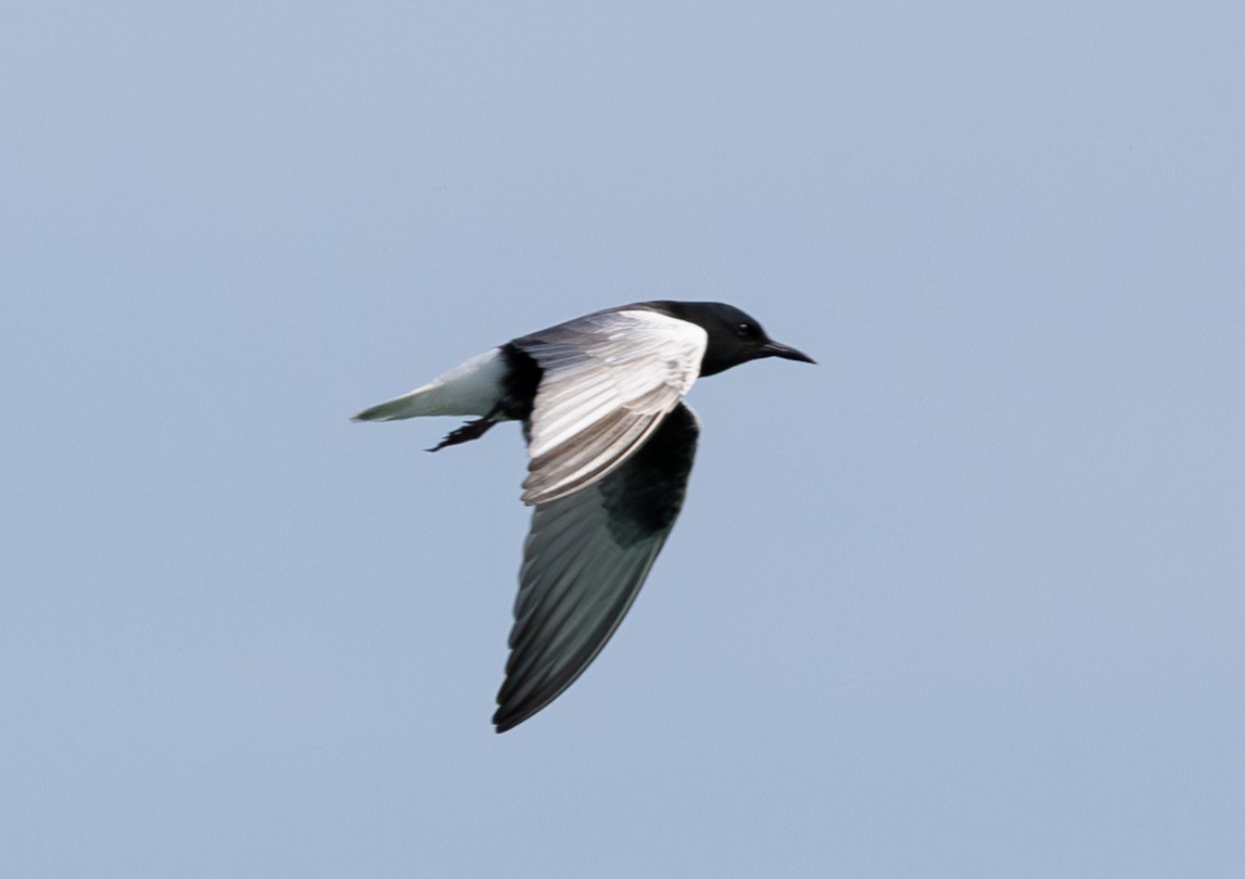 White-winged Tern - ML619745814