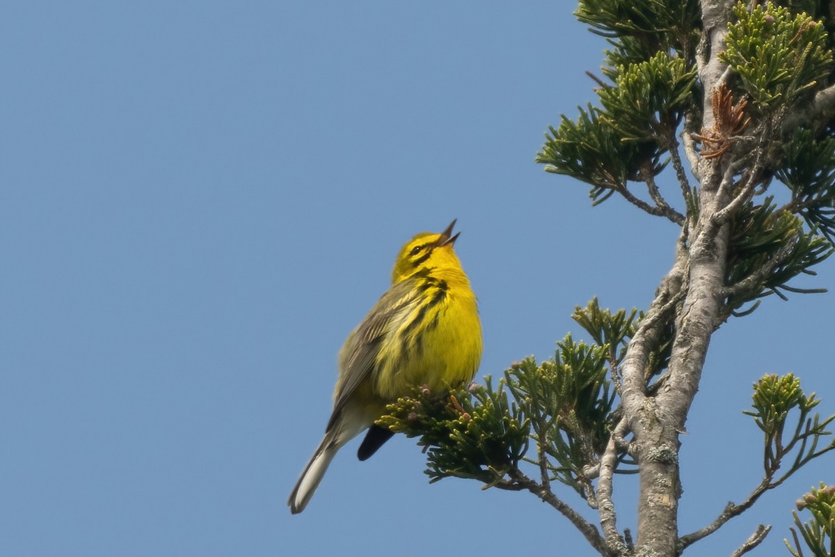 Prairie Warbler - ML619745829