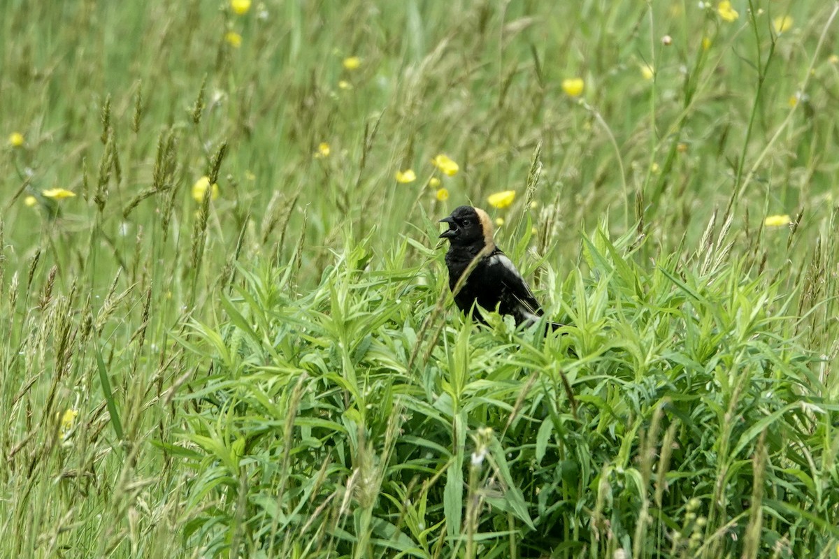 bobolink americký - ML619745844