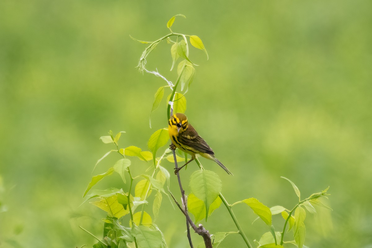 Prairie Warbler - ML619745857