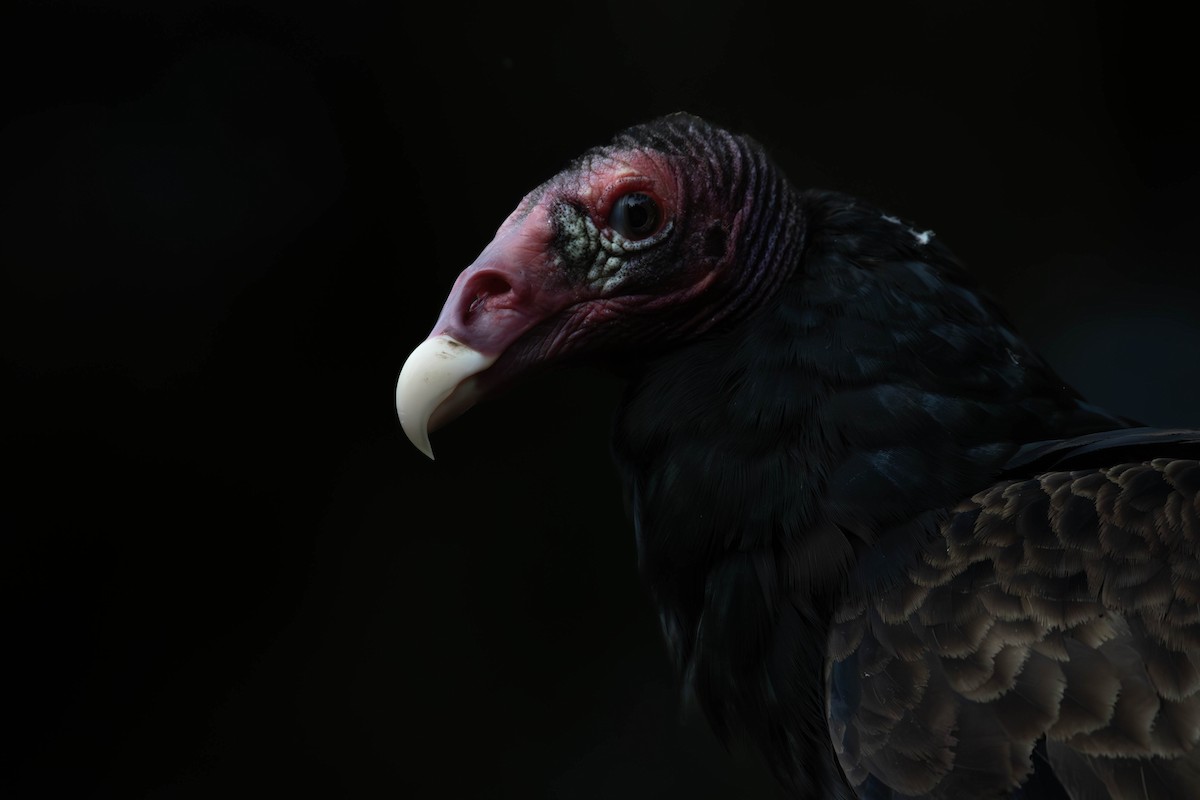 Turkey Vulture - ML619745870