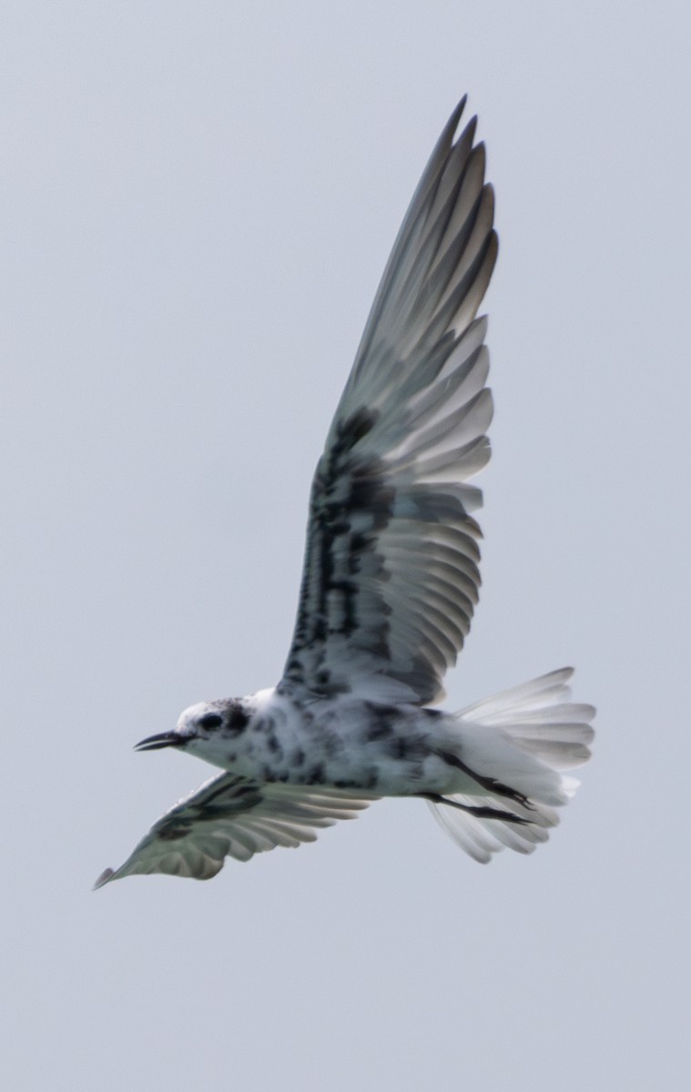 White-winged Tern - ML619745874